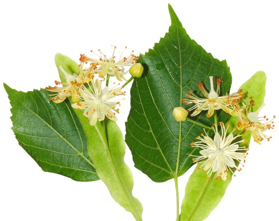 Olus oil