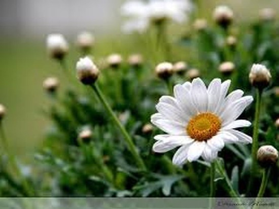 daisy
