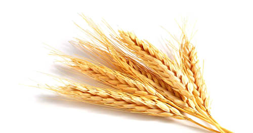 azelaic acid wheat