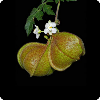 Cardiospermum Halicacabum Flower