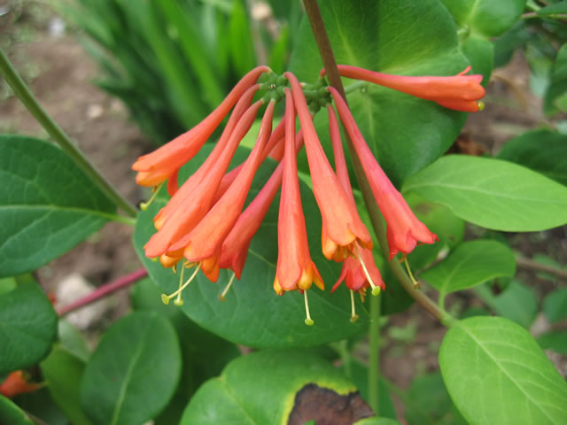 lonicera Honeysuckle