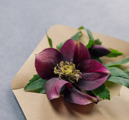 Beautiful bright flower lying in the envelope. Vertical studio shot. Beautiful bright flower lying in the envelope. Vertical studio shot.