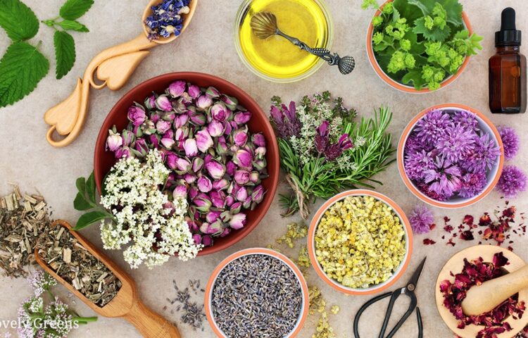 What Is Plant-Powered Beauty