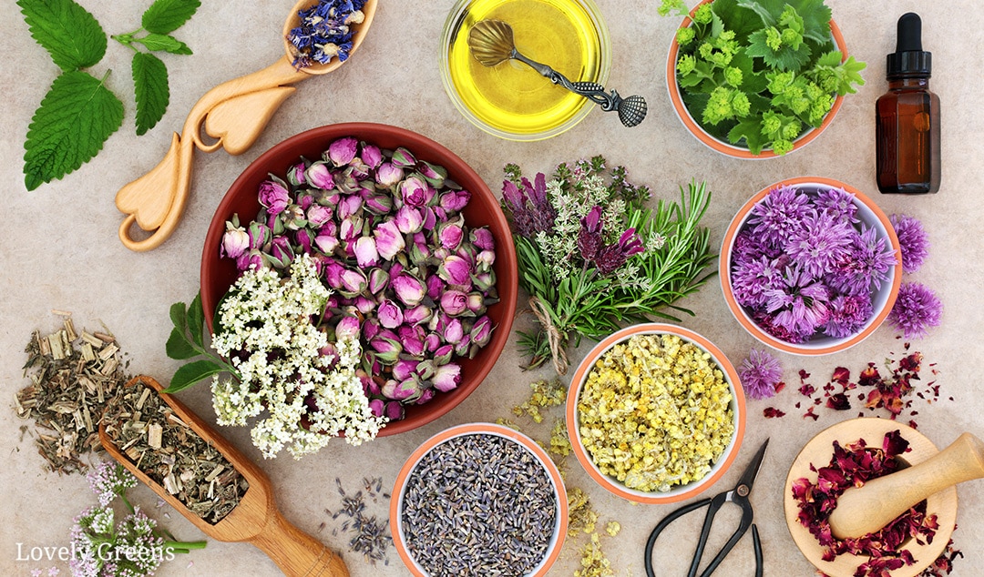 What Is Plant-Powered Beauty