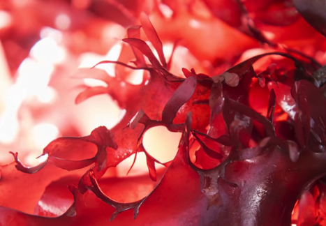 Vitamin C Astaxanthin Essence Ampule Vitamin C Astaxanthin Essence Ampule