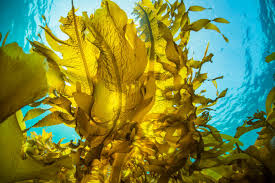 The Seaweed Sheet Mask Astaxanthin & Sea Buckthorn Vitamin C Cream