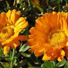 Organic Rich Calendula Cream Organic Rich Calendula Cream