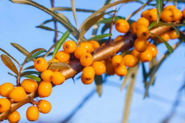 Astaxanthin & Sea Buckthorn Vitamin C Cream