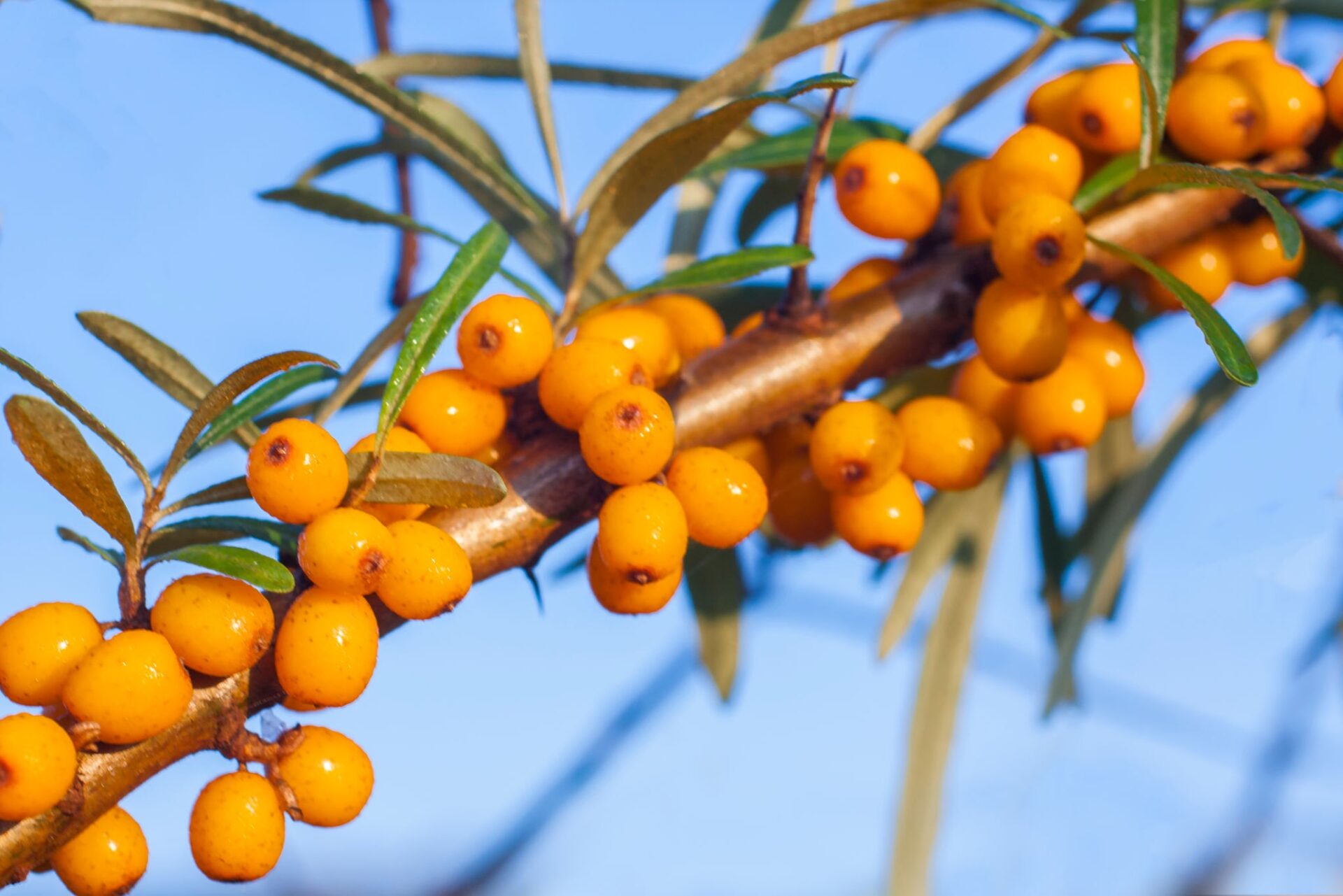 Astaxanthin & Sea Buckthorn Vitamin C Cream Astaxanthin & Sea Buckthorn Vitamin C Cream