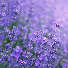 z Beauty Herb - Lavender z Beauty Herb - Lavender