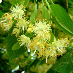 Linden Flower Micro-Polish Balm